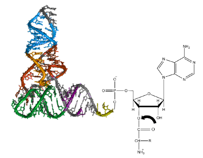 File:Aminoacyl-tRNA.png