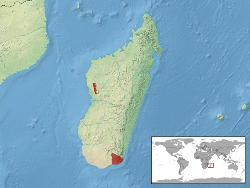 File:Amphiglossus splendidus distribution.png