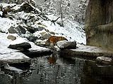 Siberian tiger (Panthera tigris altaica) in a landscape immersion exhibit at Zurich Zoo, Switzerland