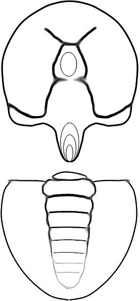 File:Analox lindrawing.jpg