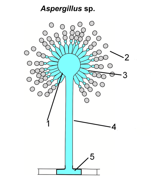 File:Aspergillus illustr.png