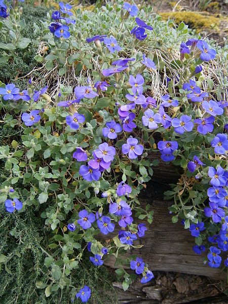 File:Aubrieta deltoidea RHu.JPG