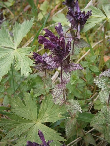 File:Bartsia alpina 001.JPG