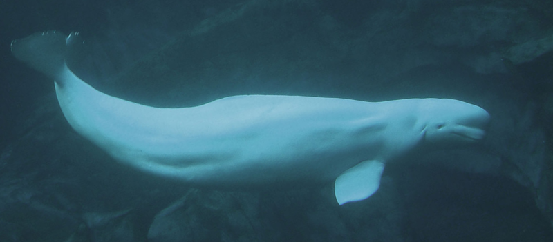 File:Beluga whale.png