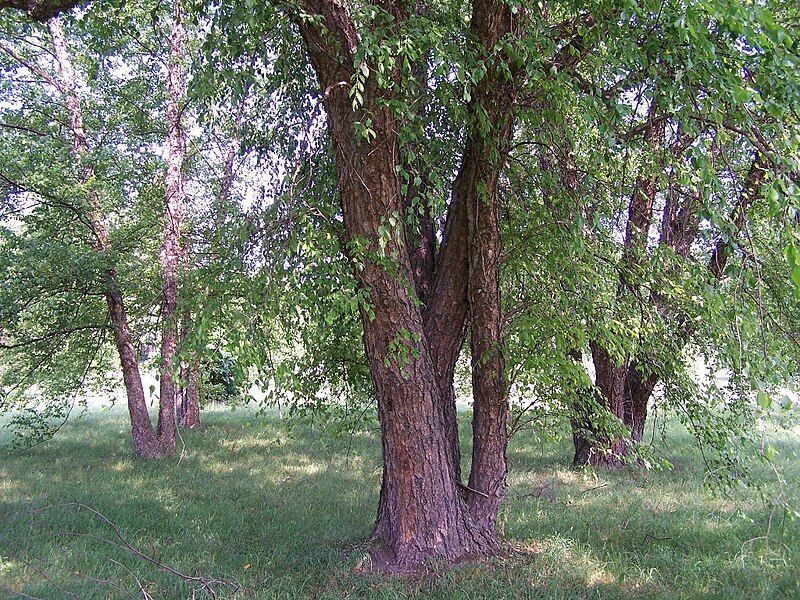 File:Betula nigra.jpg