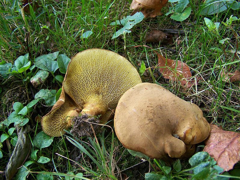 File:Boletinellus merulioides 95348.jpg