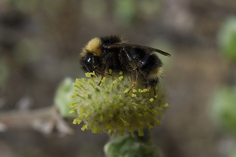 File:Bombus flavidus02.jpg