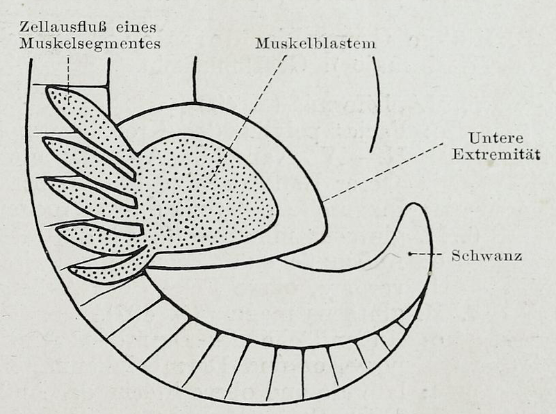 File:Braus 1921 242.png