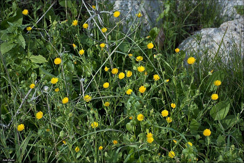 File:Calendula-arvensis-by-Zachi-Evenor-IZE11717.jpg