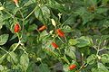 Capsicum frutescens