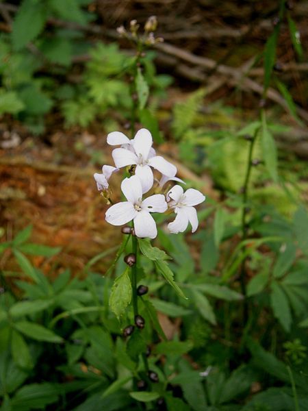 File:Cardamine bulbifera 003.jpg