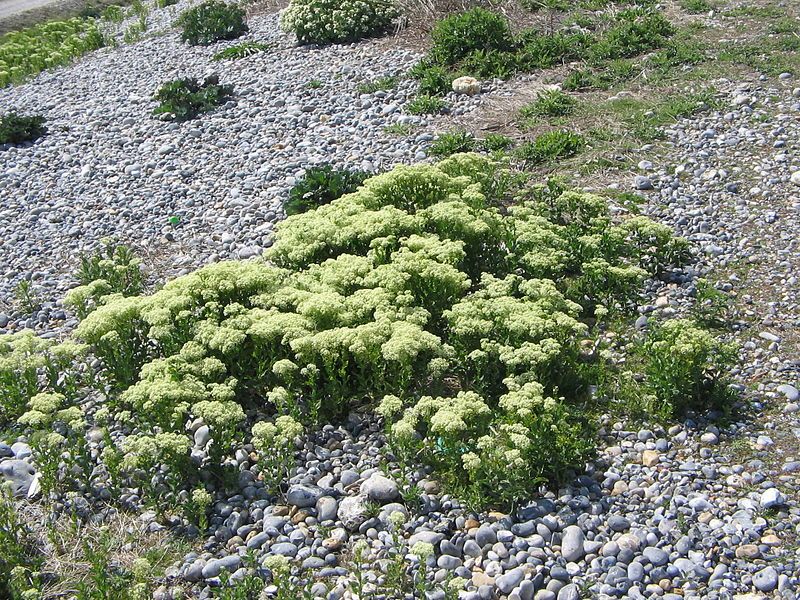 File:Cardaria draba04.jpg