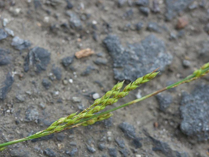 File:Carex autumnalis oonakirisg04.jpg