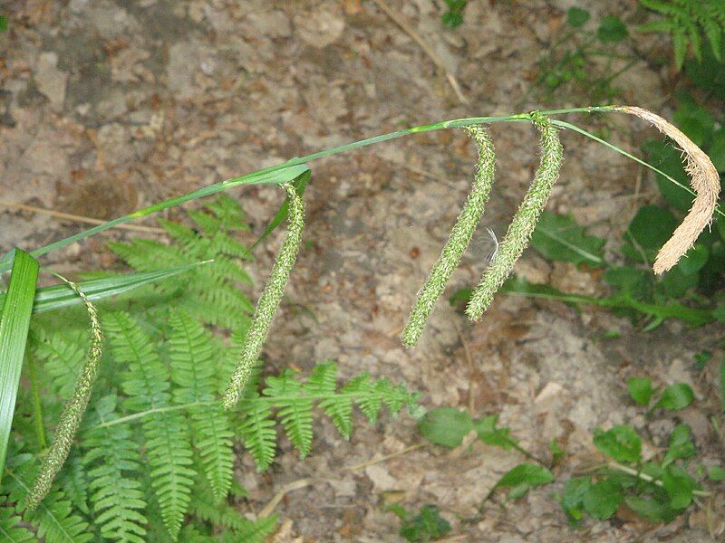 File:Carex pendula002.jpg