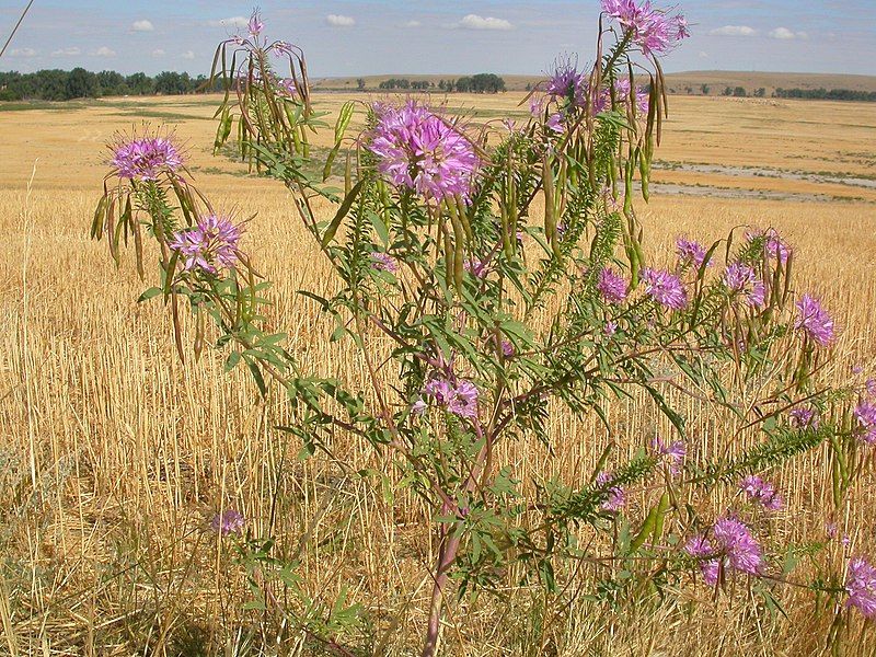 File:Cleome serrulata (5006013997).jpg