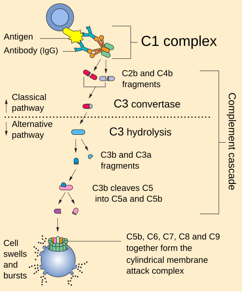 File:Complement pathway.svg