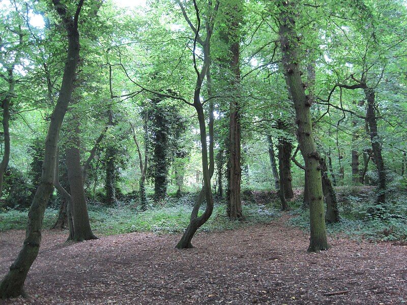 File:Coppett's Wood 2.JPG