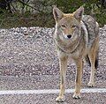 Coyote