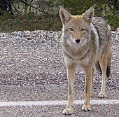 A brown, four-footed, dog-like animal stares at the camera