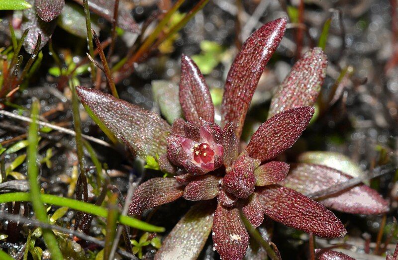 File:Crassula closiana plant.jpg