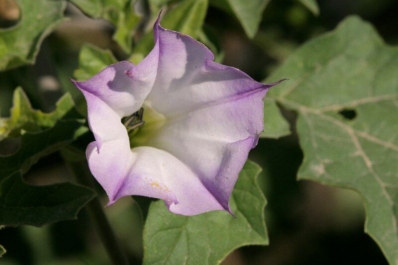 File:Datura quercifolia flower.jpg