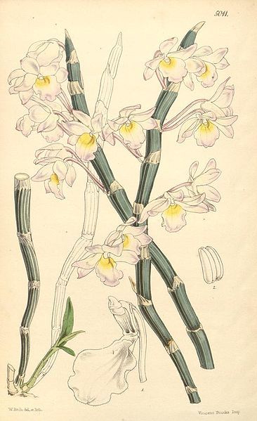 File:Dendrobium crepidatum.jpg