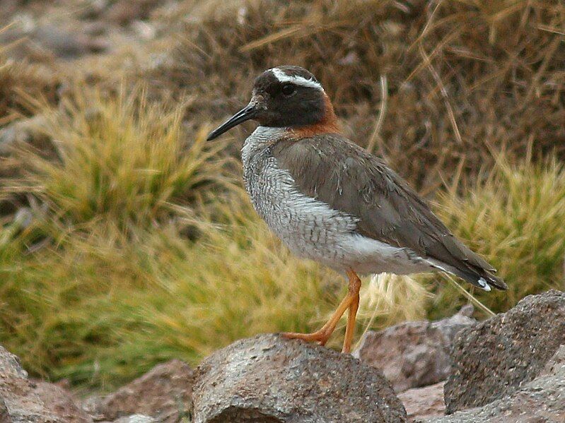 File:Diademed Sandpiper-plover.jpg