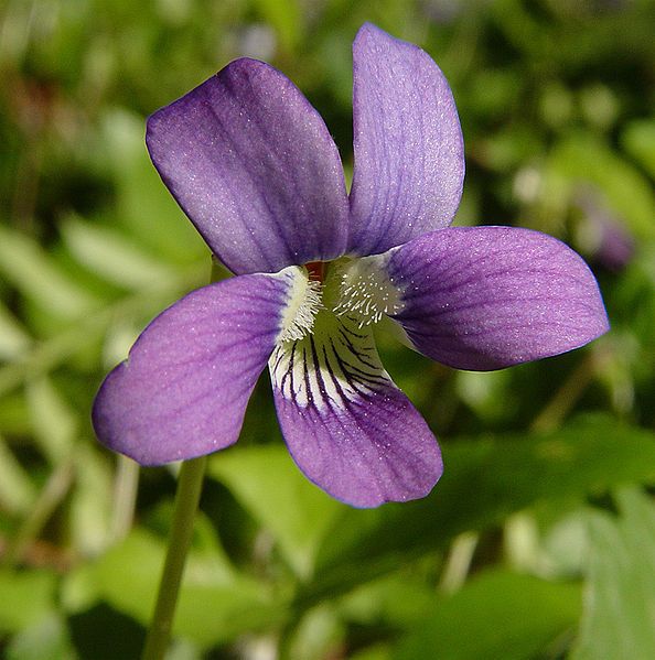 File:Dogviolet5.jpg