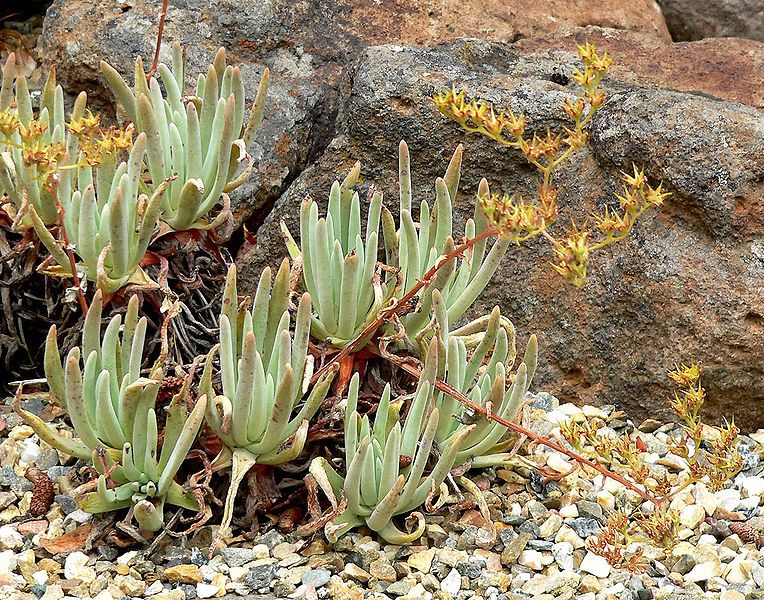 File:Dudleya hassei 2.jpg