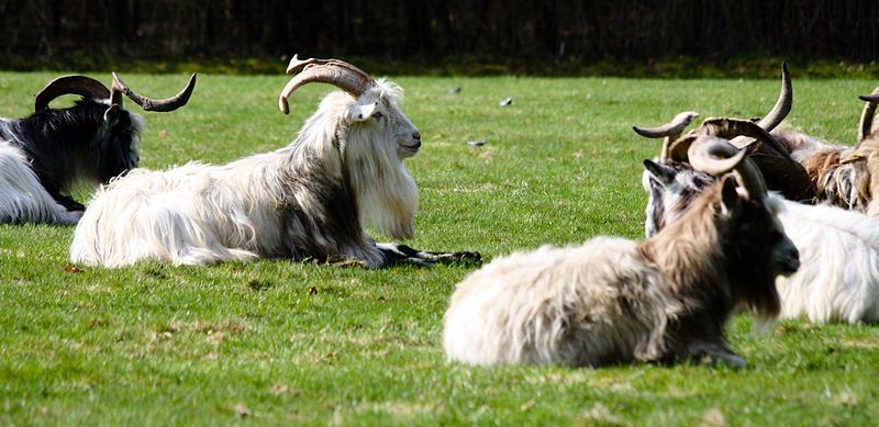 File:Een rijtje landgeiten.jpg