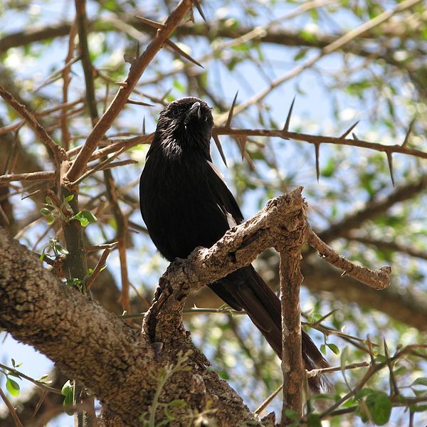 File:Elsterwürger Serengeti.jpg