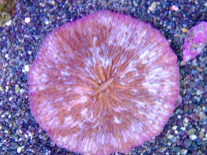 File:Fungia paumotensis.jpg