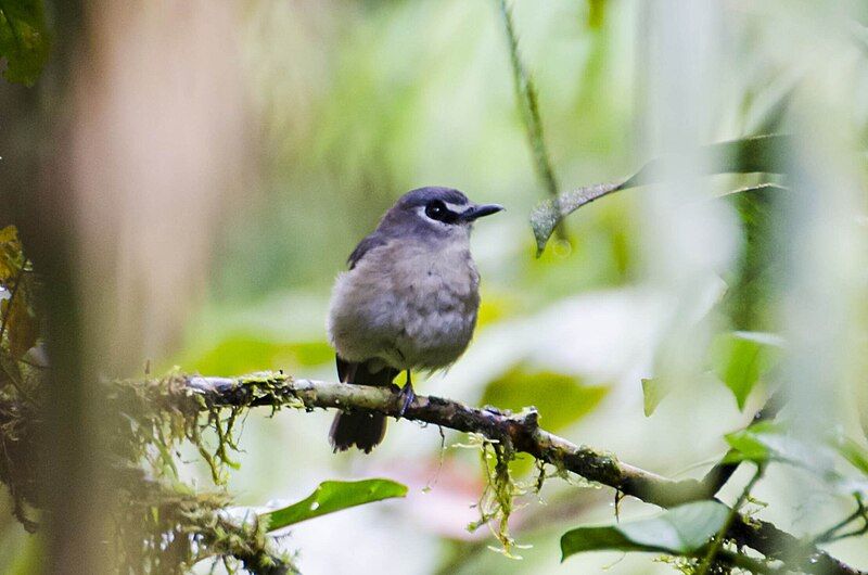 File:Goodfellow's Jungle Flycatcher.jpg