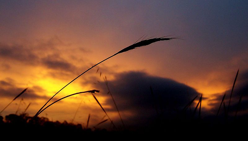 File:Grasshead sunset.jpg