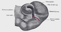 Optic cup and choroidal fissure seen from below, from a human embryo of about four weeks.