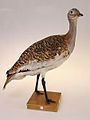 Great bustard