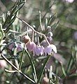 Guichenotia ledifolia