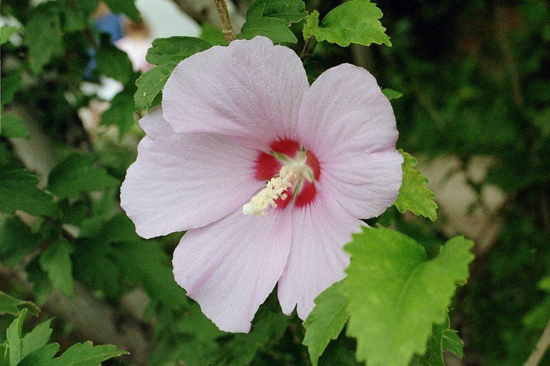 File:Hibiscus Syriacus.JPG