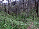 The Highland Rim Trail in early Spring