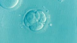 Cleavage Stage Embryo