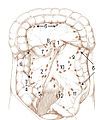 Lymph nodes of the large intestine and lower abdomen