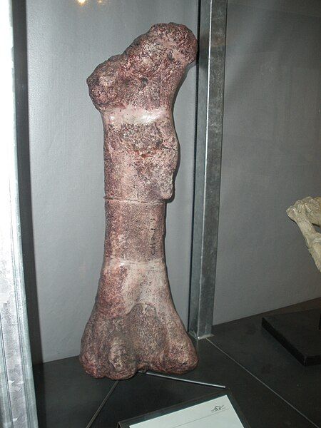 File:Isanosaurus attavipachi femur.JPG