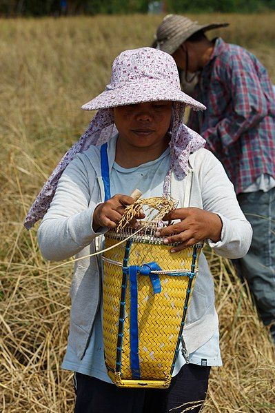 File:Kudat-District Rice-Harvesting-01.jpg