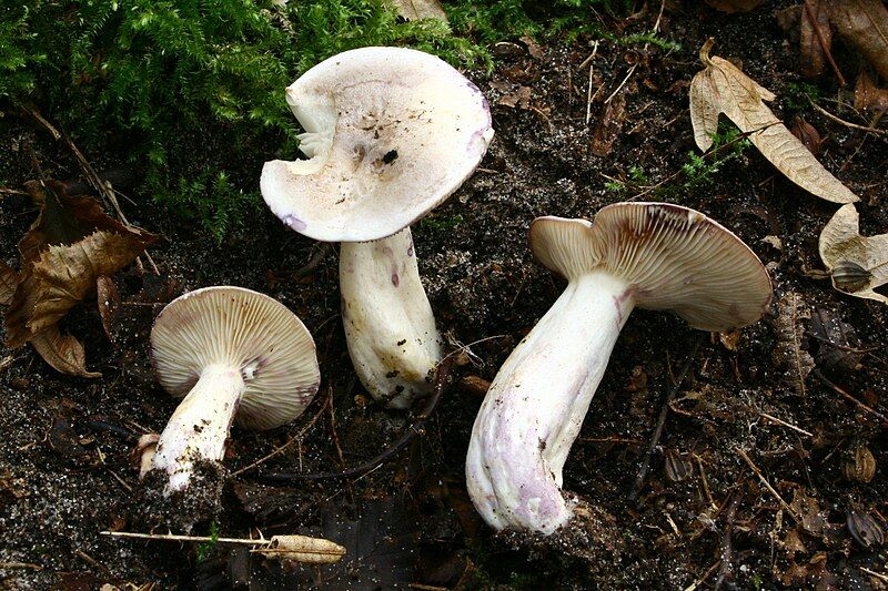 File:Lactarius uvidus 20071028w.JPG