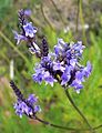 Lavandula canariensis