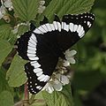 Weidemeyer's Admiral on waxflower, F. R. 144