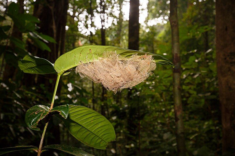 File:Little Spiderhunter Nest.jpg