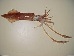 Longfin inshore squid, Doryteuthis pealeii, has been studied for its ability to change colour.