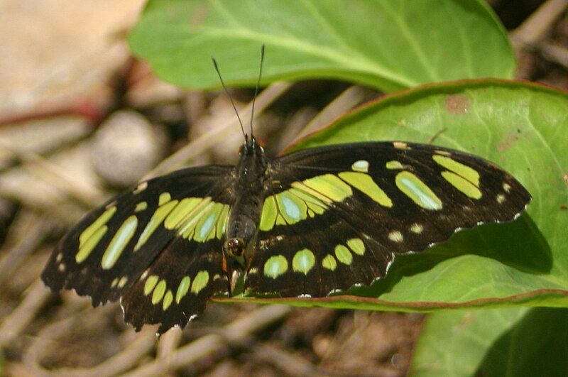 File:Malachite butterfly.JPG