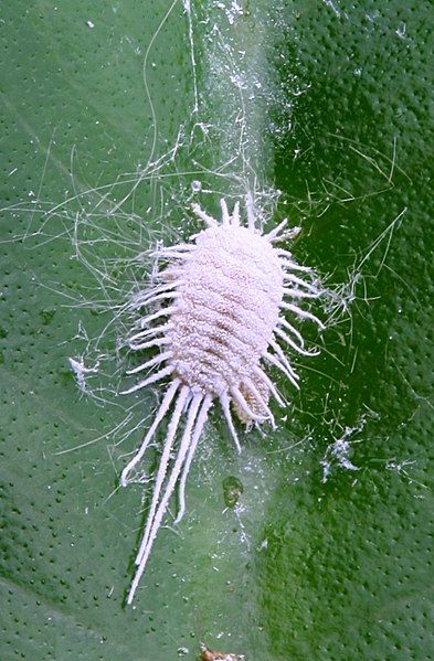 File:Mealybug PNr°0443.jpg